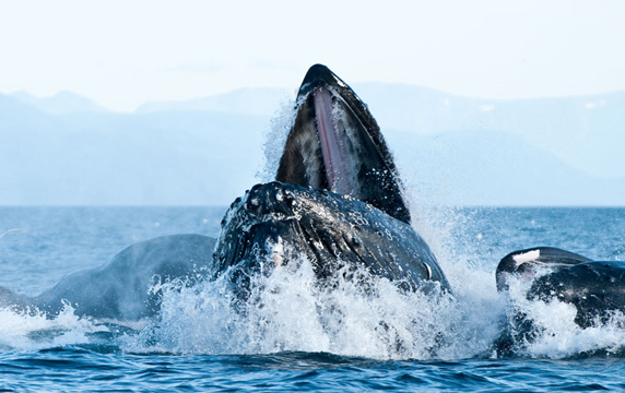 Alaska's Humpback Whales